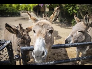 Tierpark Hagenbeck: Ein Corona-Tag im Leben eines Pflegers