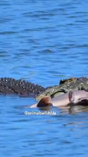 Crocodile Eating Fish . . 👉DM for removal . . Like and Follow us for more videos : Animals Wildside . . #animalswildside #wildlifeonearth #wildlifeaddicts #closeenough #animal #reels #savage #crocodile #videooftheday #Hunter #fish #mountainlion #puma #cougar #encounter | Animals Wildside