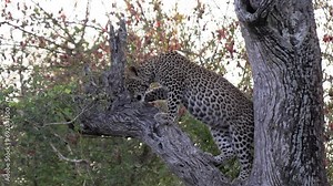 Young Leopard Poised in Leadwood Tree in Kruger Park