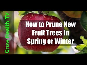 How to Prune Apple Trees Spring, Winter | Apple Tree Pruning | Open Center Pruning