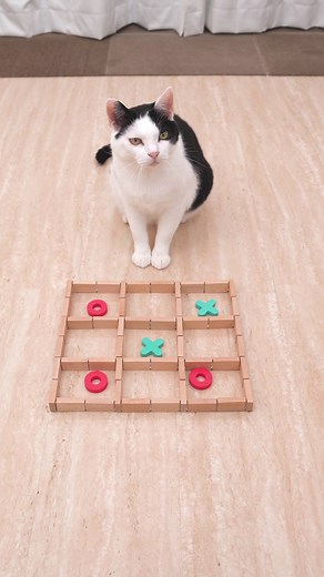 Cat and TIC TAC TOE