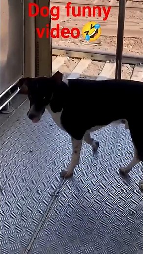 dog funny video#viral