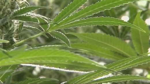 First round of recreational cannabis business license applications open in Maryland