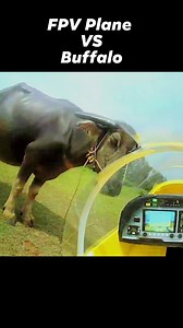 8.2K views · 274 reactions | FPV RC Plane VS Buffalo (It was an accident) #rcplane #accident #buffalo | Julius Perdana | Facebook