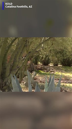 Video shows a Domino's Pizza delivery worker walking away from the front door of Nancy Guthrie's home after he was able to make it onto the property. The fan of a blogger at the scene ordered the pizza to be delivered there. https://www.foxcarolina.com/2026/02/11/do-not-order-food-delivery-crime-scene-authorities-urge-media-nancy-guthrie-case/ | Fox Carolina News