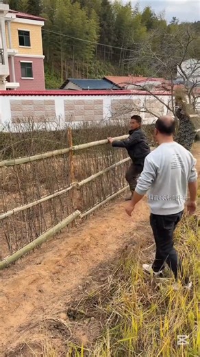 Installing bamboo fence #bamboocraft #fence