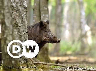 Spain: Spear-Hunting Wild Boar on Horseback – DW – 11/28/2012