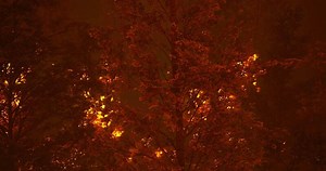 Forest fire engulfing trees during nighttime in a remote area
