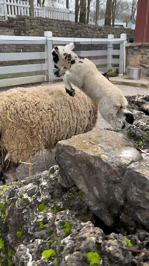 40K views · 1.1K reactions | It’s almost Spring which means LAMBS!  Join us in welcoming the newest addition to our flock — Loki! He is one week old and already living up to his name of mischief and chaos.  Loki will be outside weather-permitting. (No lambs were injured in this video!) #lambs #lamb #babyanimal #baby #animal #sheep #marvel #loki #memphiszoo | Memphis Zoo | Facebook