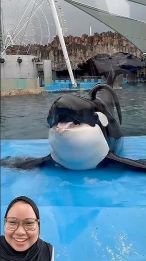 Smart orca in the world?🐋 #orca