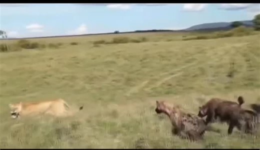 Wildebeest Footsteps Adventures on Instagram: "A fearless female lion stands her ground against a group of hyenas, showing courage, strength, and the raw reality of the African wild. This intense moment reminds us that survival here belongs to the brave. Witness scenes like this with Wildebeest Footsteps Adventures. ✉️ Email: info@wildebeestfootstepsadventures.com 🌐 Website: www.wildebeestfootstepsadventures.com 📱 WhatsApp: https://wa.link/e6kwxo"