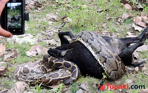 Caught On Camera: 10ft Python Devours Full Size Goat