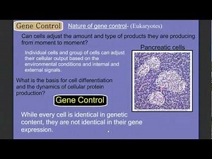 Gene Control Part 1: Eukaryotes