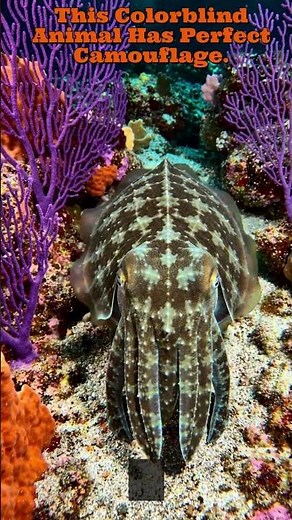 This Colorblind Animal Has Perfect Camouflage. #unexplained #facts #marinemystery #science