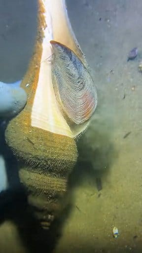 Whispering secrets of the sea....🌊🐚 . . . #Conch #seaside #WaveMagic #Jamaica #WorldSeries #MexicoGP #ireland #diving #DeepSea . . White Shark Ocean Fish Fun Fishing Outdoor Lifestyle | Deep blue anglers