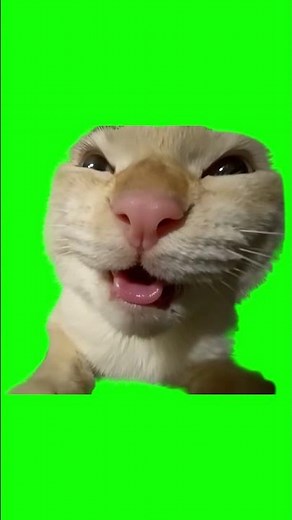 Cat Evil Laugh meme - Green Screen - MUHEHEHE Cat