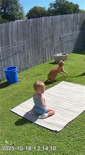 Cat Saves Baby from Goose 🐈🪿 | CCTV Footage | #shorts