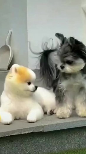 Anjing Pomeranian Lucu dan Imut Viral di TikTok