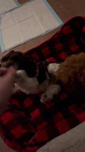 Cockapoos #puppy #puppylove #cutedog #cockapoo #funny #cockapoopuppy #bestpuppy #pets