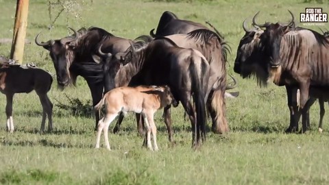 Witness the slowest birth of a new baby gnu ever seen