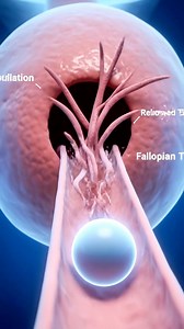 This video is created for educational and informational purposes only. It explains the process of ovulation using medically accurate 3D animation. No medical advice or diagnosis is intended. Always consult a qualified healthcare professional for personal medical guidance. #Ovulation #FemaleReproductiveSystem #HumanBody #DigitalHumanBody #3DMedicalAnimation #MedicalEducation #WomenHealth #ReproductiveHealth | Medical Diary