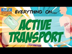 GCSE Biology: Exam Revision | Active Transport