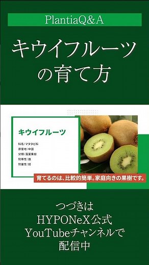 ☘265: [Q&A] How to Grow Kiwifruit | What are the Key Points for Growing Fruit? We'll also introdu...