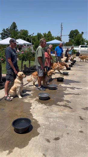 TLR Spring Fling hot dog eating contest. | True Love Rescue/Rescued Love from Taiwan