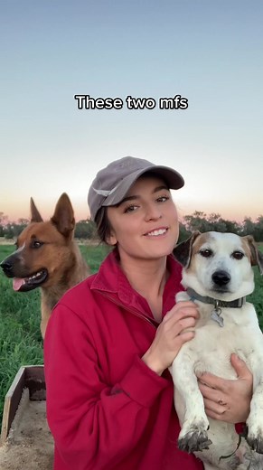 Dog vs Copperhead: A Farm Dog's Brave Encounter