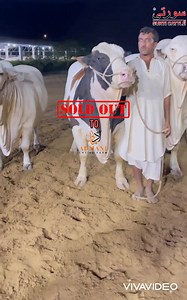 2.5K views · 315 reactions |  SURTI CATTLE FARM  ❤️ ماشاءالله ❤ BEAUTY AT IT’S BEST SOLD OUT TO ADMANI CATTLE FARM اَلْحَمْدُلِلّه We Don’t Follow Trends,Instead We Are Trendsetters #SurtiCattle_Farm #Season2022 | Karachi Cow Mandi Services | Facebook