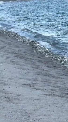 Grunions lay eggs where most fish don't #grunion #grunionrun #fyp #nature #educational #fish #California