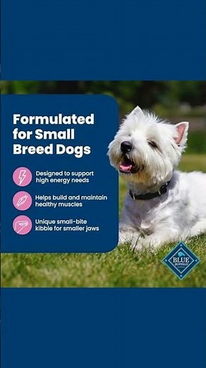 Why Choose Blue Buffalo for Your Small Dog?