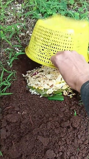 sudah lama ditanam tapi tidak mau berbuah? Coba cara ini dan lihat hasilnya!! #tipsberkebun