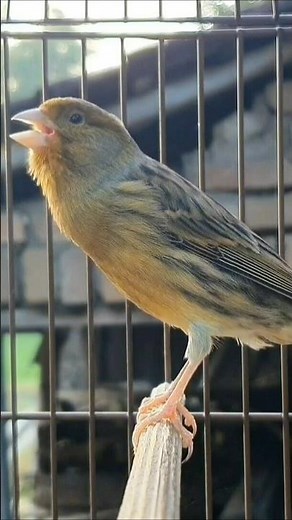 bird chirping sound | bird sound #birds #animals #canary #funnyanimals