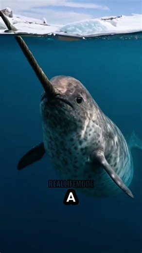 THE UNIQUE ANIMALS IN THE WORLD