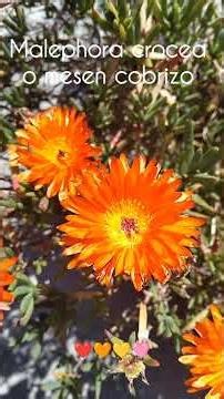 Want succulents with flowers? I have an excellent option for you: coppery mesen. #succulents #flo...