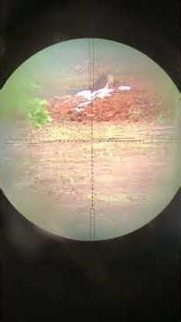 [Java Remington PCP Unit Test🔥] #panjalusport #air rifle #best air rifle #quality rifle