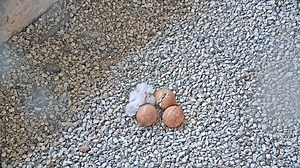 4.6K views · 113 reactions | The first peregrine falcon chick of the 2021 season has hatched at the Oak Creek Power Plant. Read more: https://bit.ly/3sRSaK7 | Milwaukee Journal Sentinel | Facebook