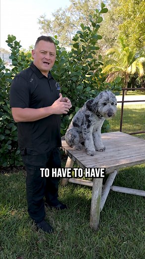 674K views · 5.2K reactions | Top 3 Reasons You SHOULDN’T Get a Bernedoodle #bernedoodle #bernedoodlelove #bernedoodlepuppy #dogs #dog #puppy #fyp | American Standard Dog Training | Facebook