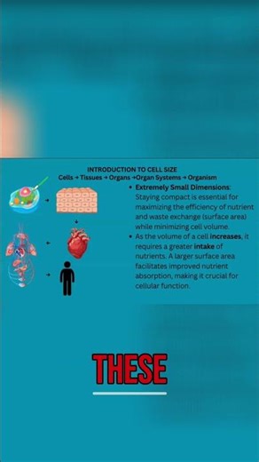 Cellular Growth: How Volume Impacts Nutrient Intake #shorts