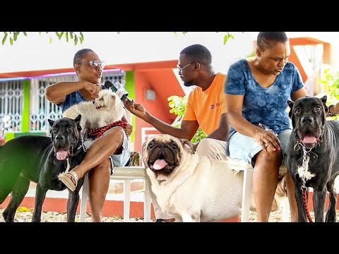 How an American Dog Owner in Ghana Ensures Safe, Peaceful Living With a Cane Corso, Pug & Maltese
