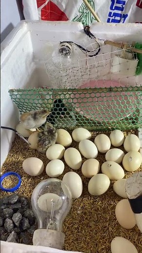 How to hatch chicken eggs using an automatic machine #amazing #chicken #best