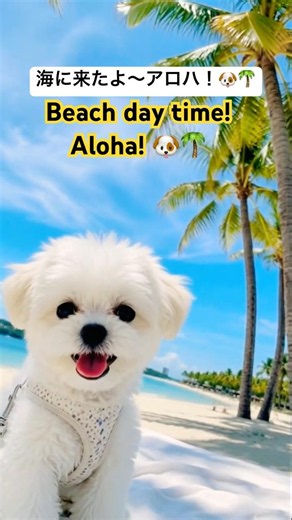 Cutest Maltese Puppy Enjoying Beach Day! 🥹💖 #Maltese #LifeWithDogs #BeachWalk #HealingVideo #Malt...
