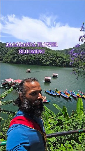 Jacaranda Flowers Blooming by the Fewalake #nepal #ytshorts #jacaranda #nature #natural