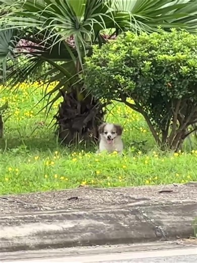 Heartwarming Rescue Story of a Lonely Puppy