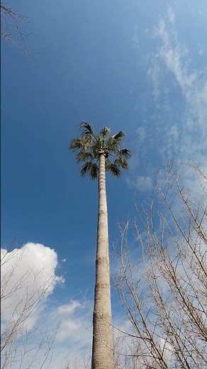 Lonely Palm Tree Under Cloudy Sky 🌴☁️ | 4K Cinematic Nature #shorts #palmtree #sky