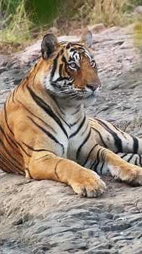 200 Kilos que se Mueven SIN Hacer Ruido: el Rey Solitario 🐯 | Vida Salvaje