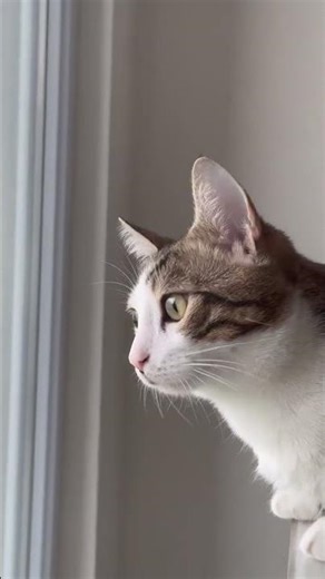 Excel shortcuts your cat will approve