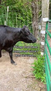 1.3M views · 10K reactions | Here's what's happened since this senior cow arrived at The Gentle Barn Missouri. | The Gentle Barn | Facebook