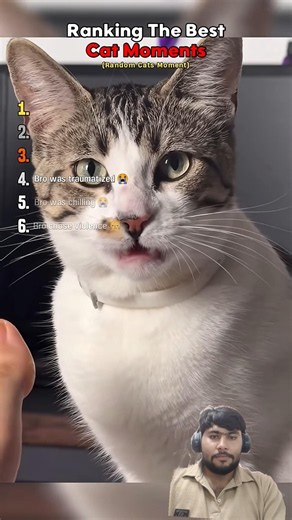 Ranking best cuties cats movement ll #shorts #funnyvideo #rankingvideo
